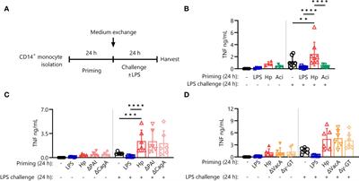 Helicobacter pylori induces a novel form of innate immune memory via accumulation of NF-кB proteins